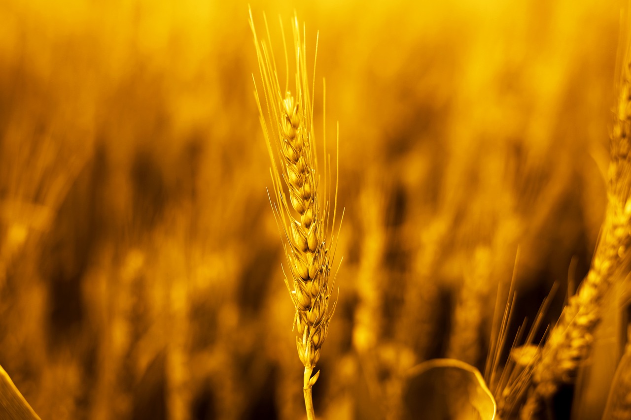 Using Cover Crops for Eco-Friendly Soil Management